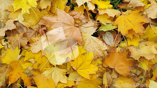 Image of Bright yellow autumn background from fallen leaves