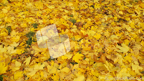 Image of Bright yellow autumn background from fallen leaves