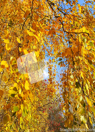 Image of Bright yellow autumn foliage of birch and ripened mountain ash b