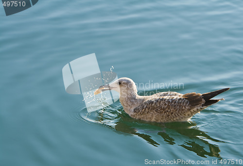 Image of Seagull feeding moment