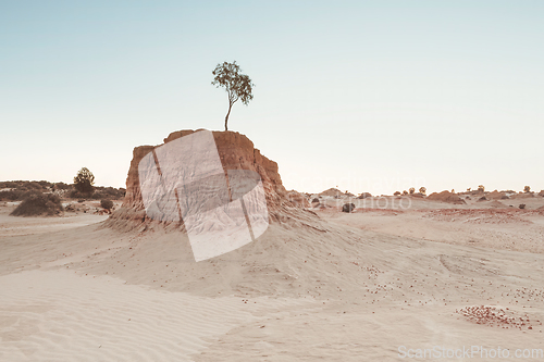 Image of Lone tree grows on top of sand hill in desert