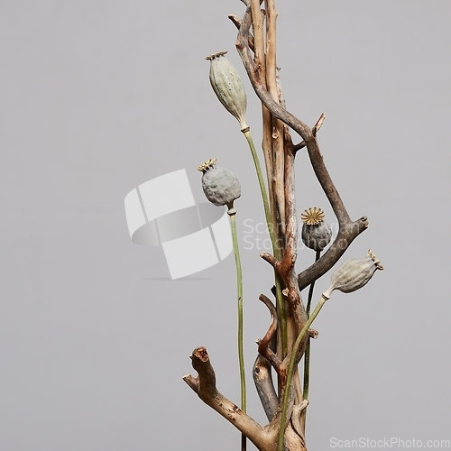 Image of installation of dry branches and dried poppy seed heads 