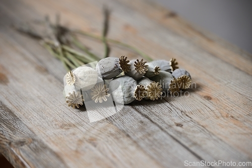 Image of dried poppy seed heads