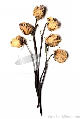 Image of six withered roses 