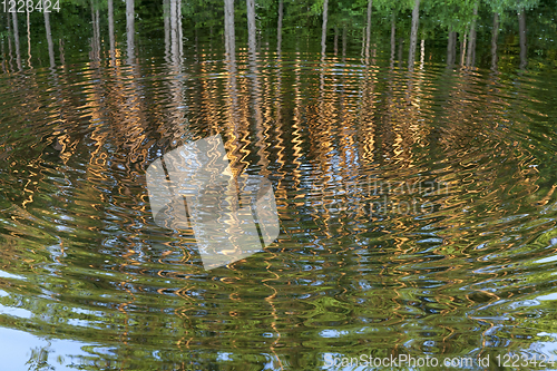 Image of reflection pine