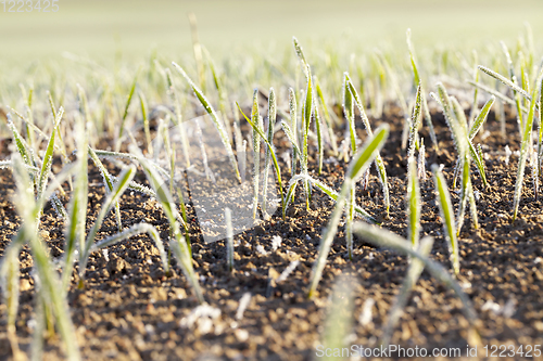 Image of frost field wheat