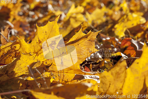 Image of leaves in autumn park