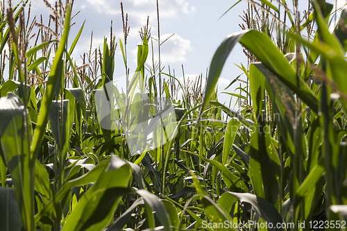 Image of corn green field