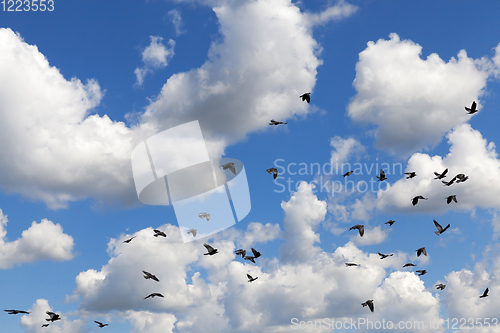 Image of flock of clouds