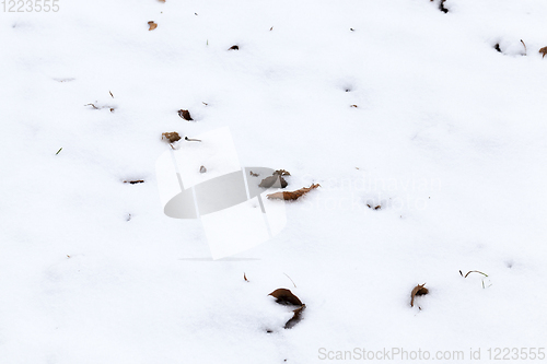 Image of snow closeup