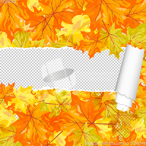 Image of Autumn maple pattern with ripped stripe