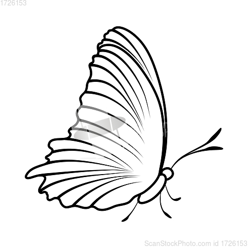 Image of Sketch of Butterfly