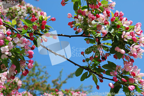 Image of Pink Blossoms