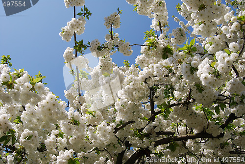 Image of White Blossoms