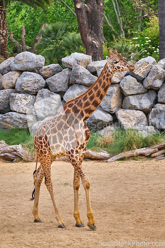 Image of Giraffe Giraffa walking