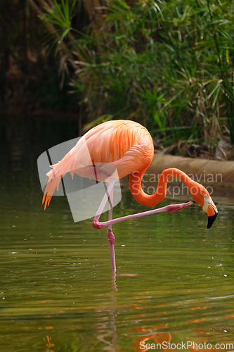 Image of American flamingo Phoenicopterus ruber bird