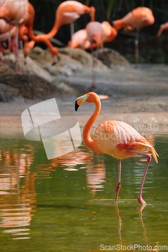 Image of American flamingo Phoenicopterus ruber bird