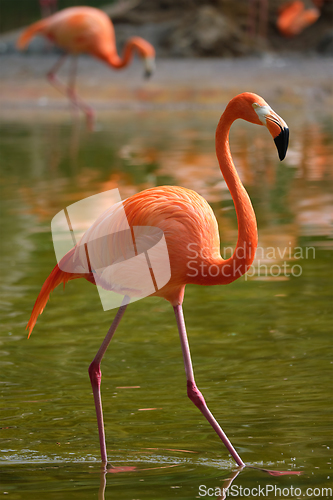 Image of American flamingo Phoenicopterus ruber bird