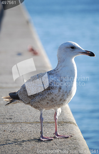 Image of Sea gull