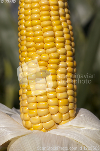 Image of open fresh corn cob