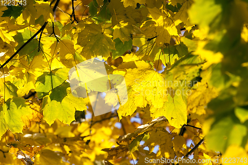 Image of fresh yellow foliage maple