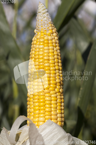 Image of corn seeds