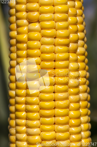 Image of cob sweet corn