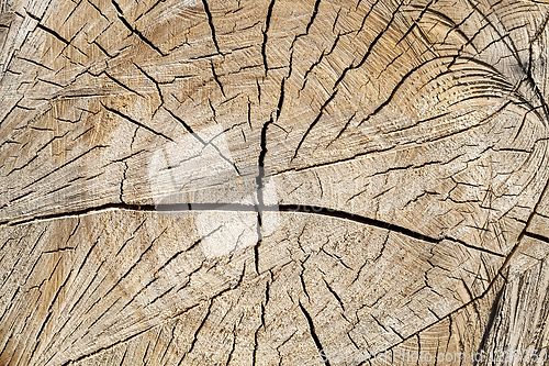 Image of cracked birch trunk