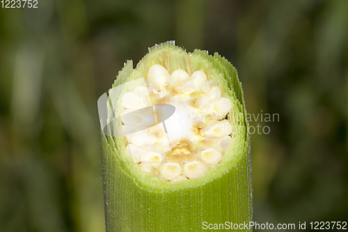 Image of corn cob cut closeup