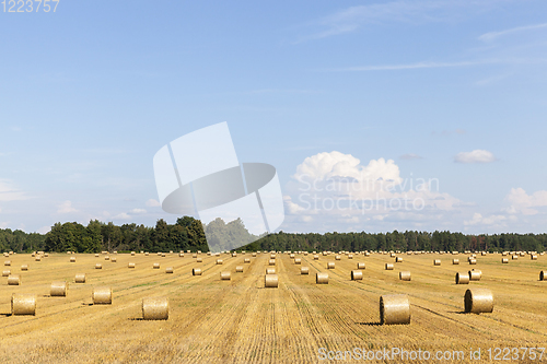 Image of row stack straw