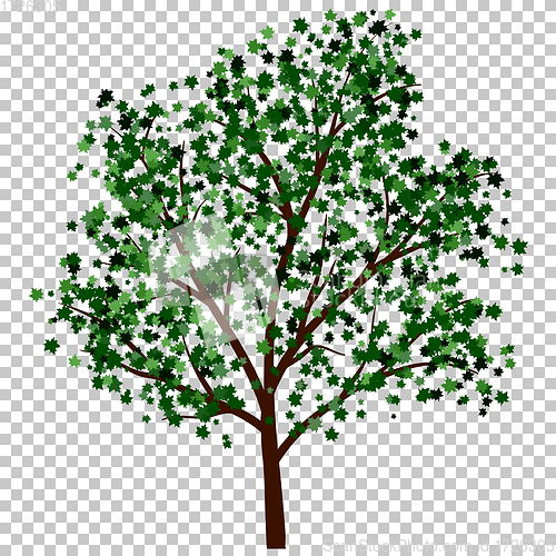 Image of Summer tree