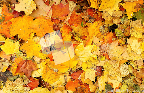 Image of Bright autumn background from fallen leaves of maple