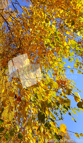 Image of Branch of autumn birch tree with bright yellow leaves 