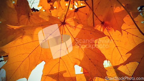 Image of Branch with bright orange foliage of maple tree