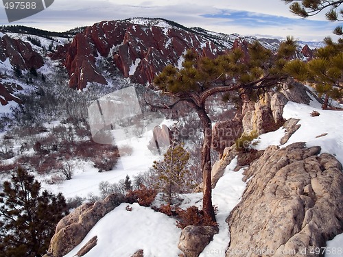 Image of Winter Overlook Tree