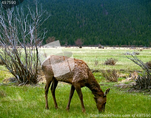 Image of Young Elk Grazing in Spring
