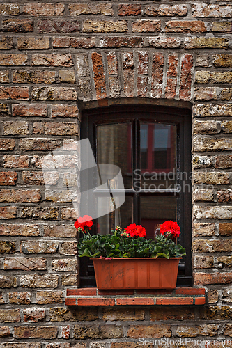 Image of Window with flowers in Europe. Bruges (Brugge), Belgium