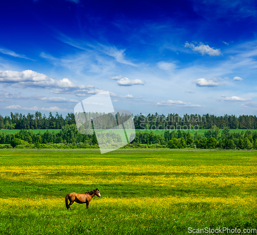 Image of Spring summer green field scenery lanscape with horse