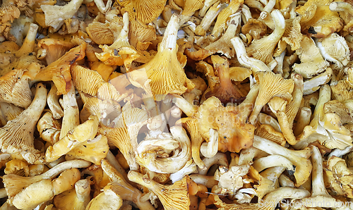 Image of Edible Chanterelle mushrooms close-up