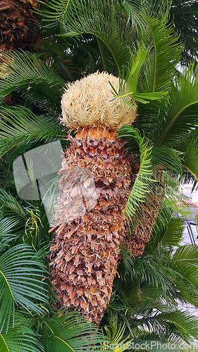 Image of Sago palm tree (Cycas revoluta) with female cone