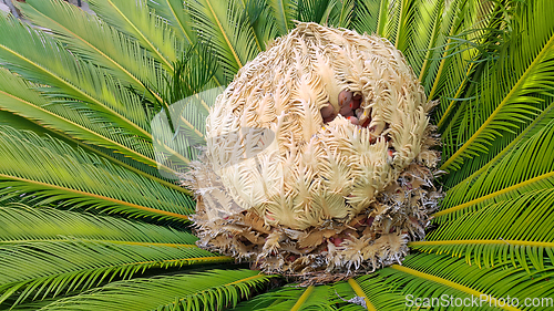 Image of Cone with fruits of female cycas revoluta cycadaceae sago palm