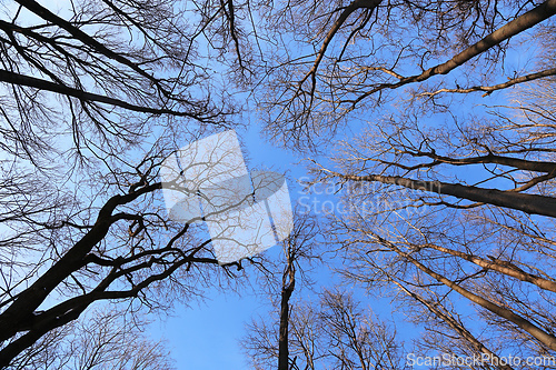 Image of Tops of bare trees on a blue sky background