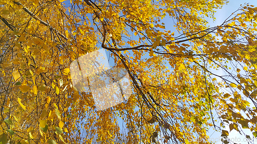 Image of Branches of autumn birch tree with yellow leaves against blue sk