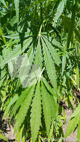 Image of Green fresh foliage of cannabis plant (hemp, marijuana)