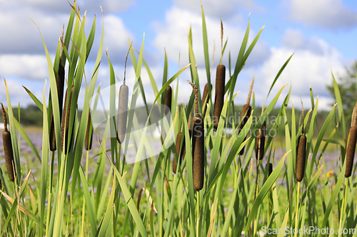 Image of Typha Latifolia, Common Cattail, Growing in Trench