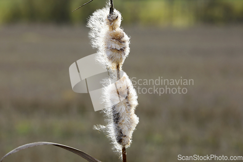 Image of Ripe Seedhead of Typha Latifolia, Common Cattail