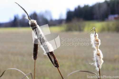 Image of Ripe Seedheads of Typha Latifolia