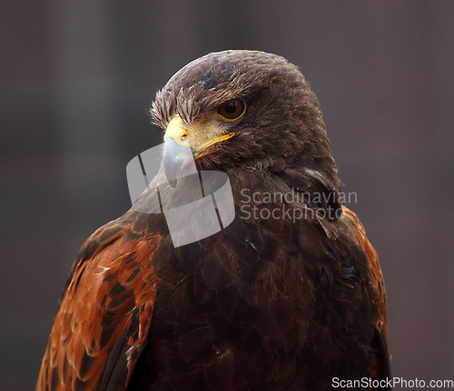 Image of Golden Eagle