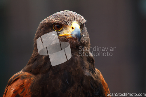 Image of Golden Eagle