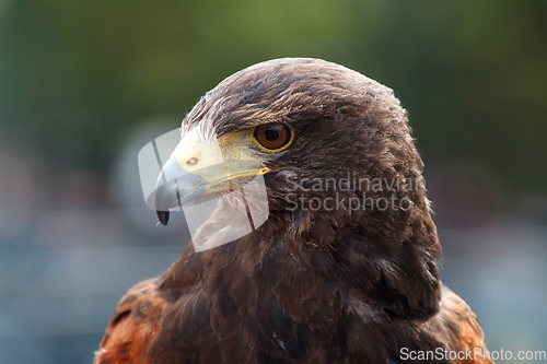 Image of Golden Eagle